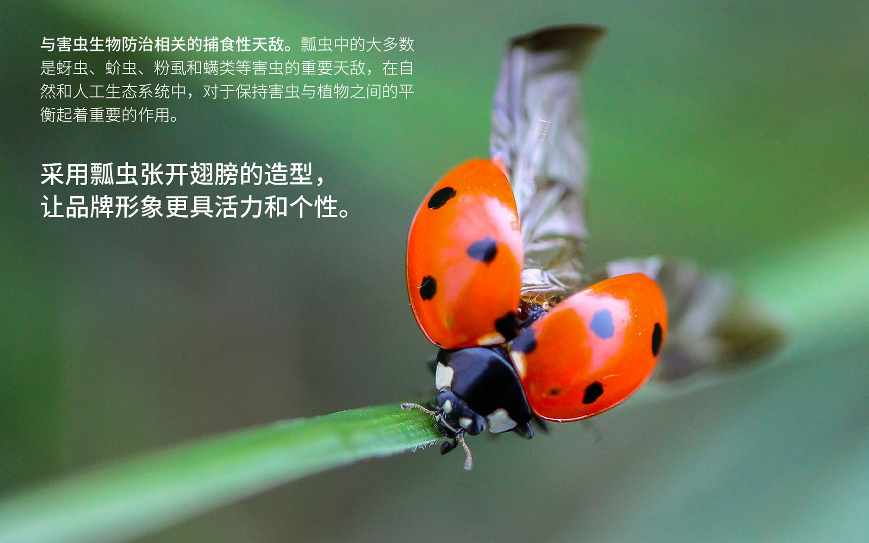 西安vi设计